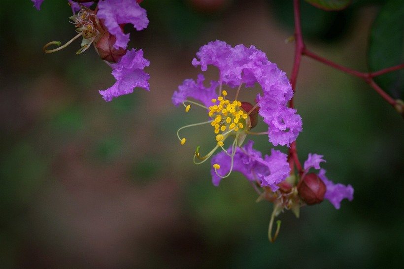 紫薇花图片 