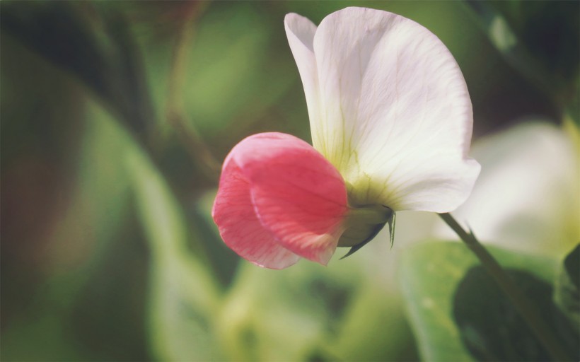 豌豆角花朵图片