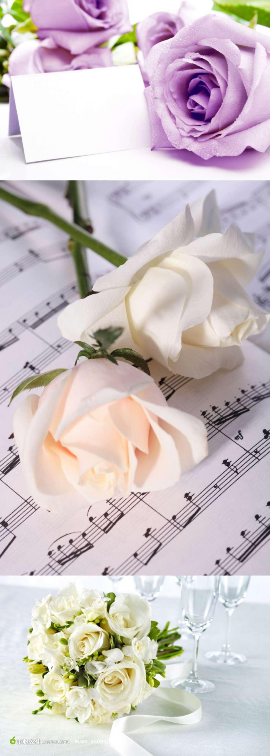 白玫瑰优雅素淡风格图片素材