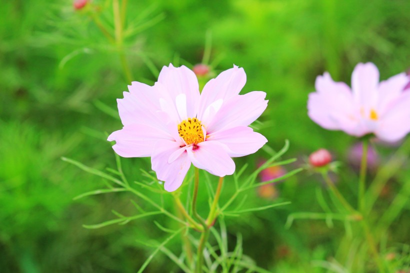 清新波斯菊花卉图片