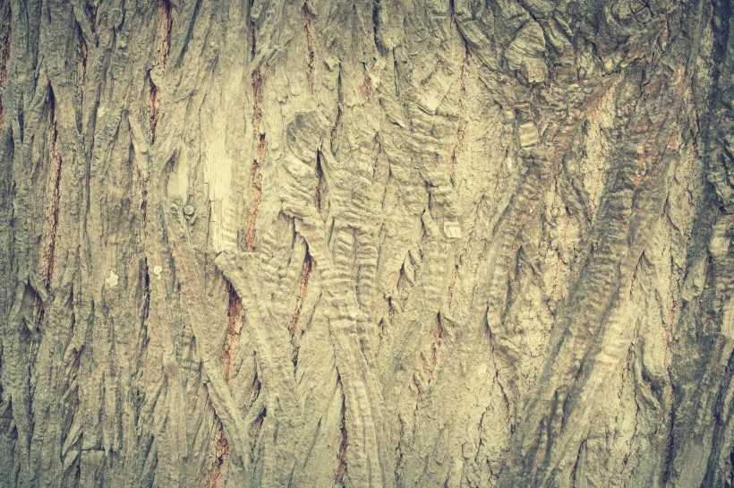 形态各异的树皮图片