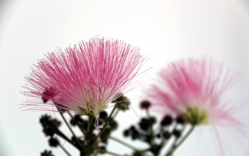 粉色毛绒绒的合欢花图片