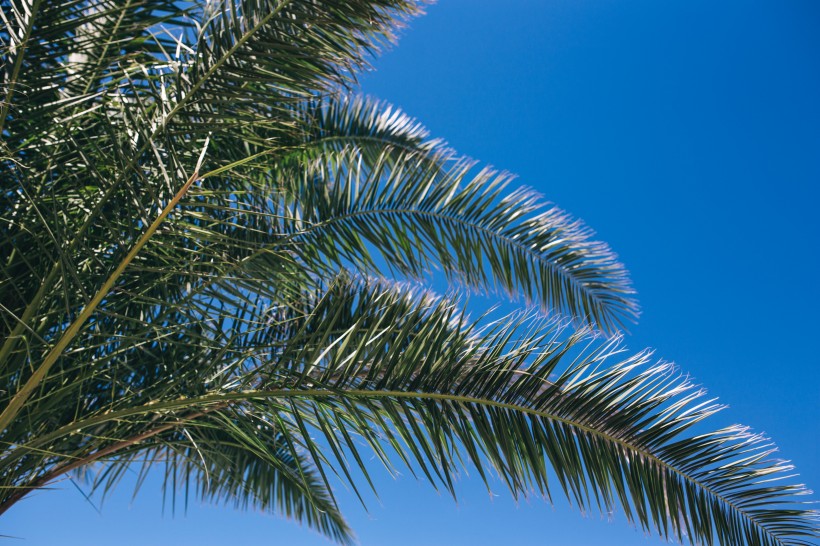 阳光下的棕榈树图片