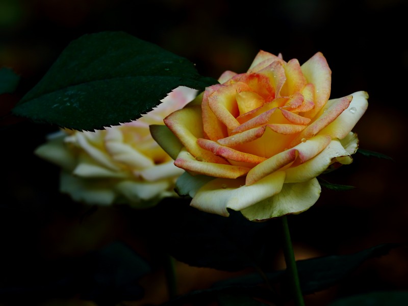 秋日绽放的美艳玫瑰花图片