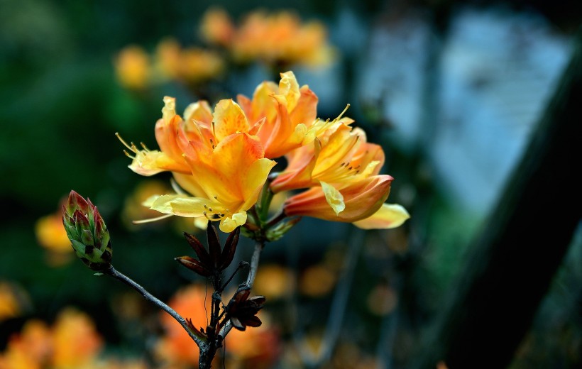 黄色紫荆花图片