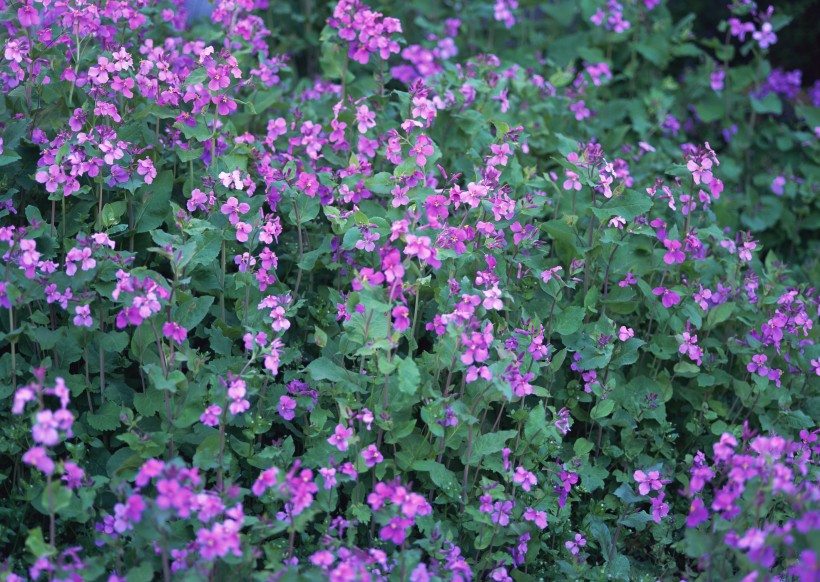 神秘的紫色花丛图片