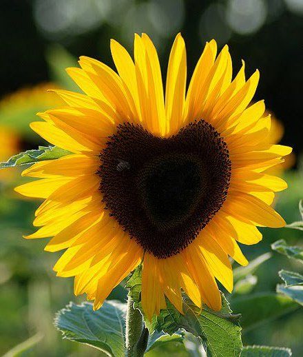 太阳有很多向日葵，可向日葵只有一个太阳