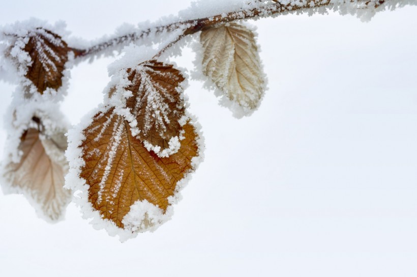 霜冻的叶子图片