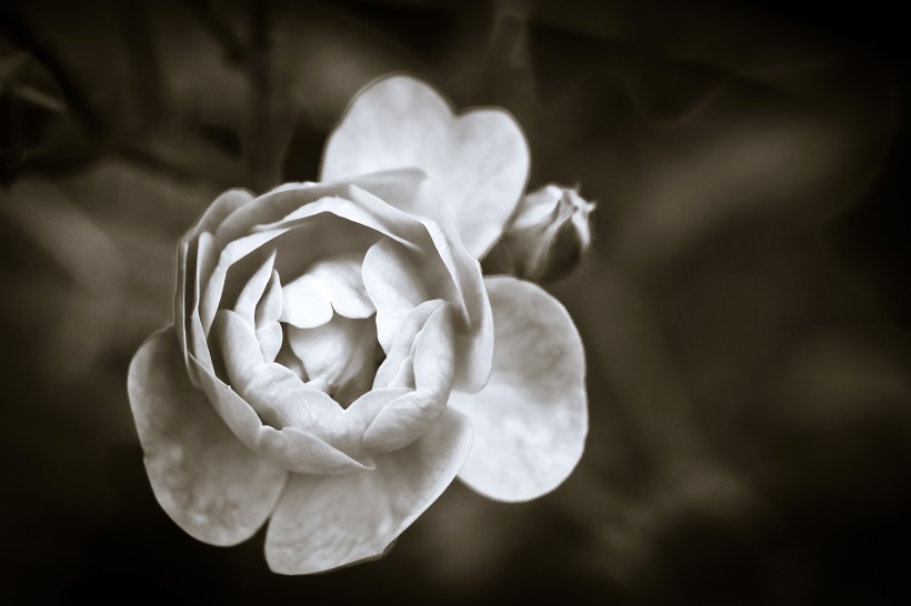 白色的玫瑰图片