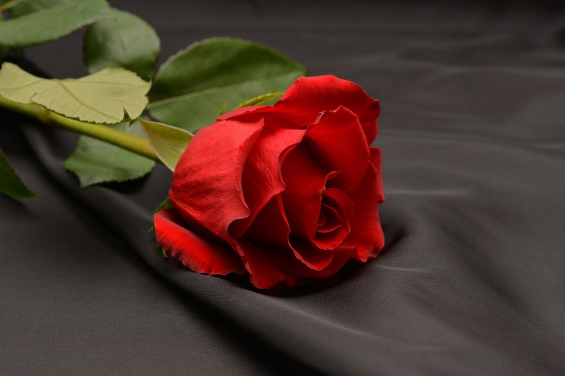 艳丽的红玫瑰图片