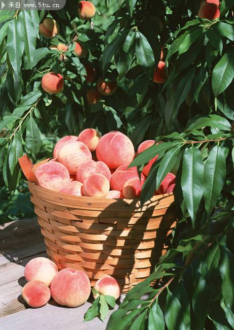 桃园里的一筐子桃子图片