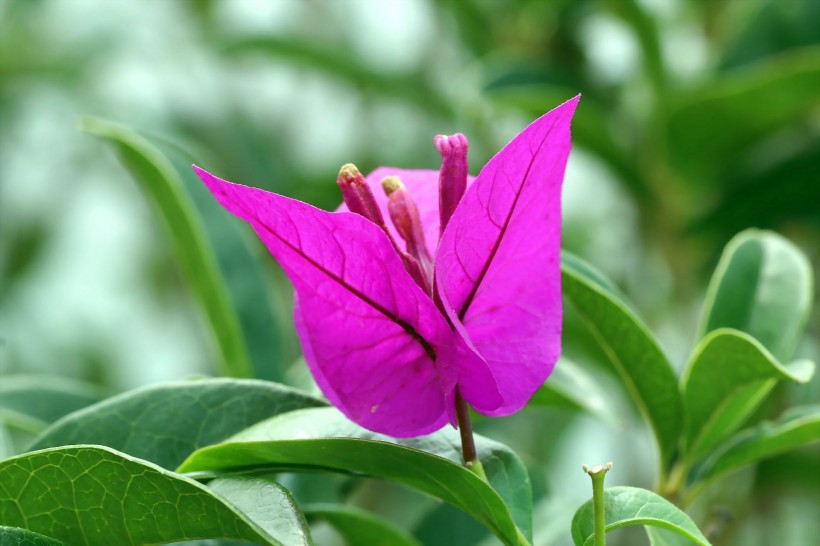 紫色三角梅花卉图片