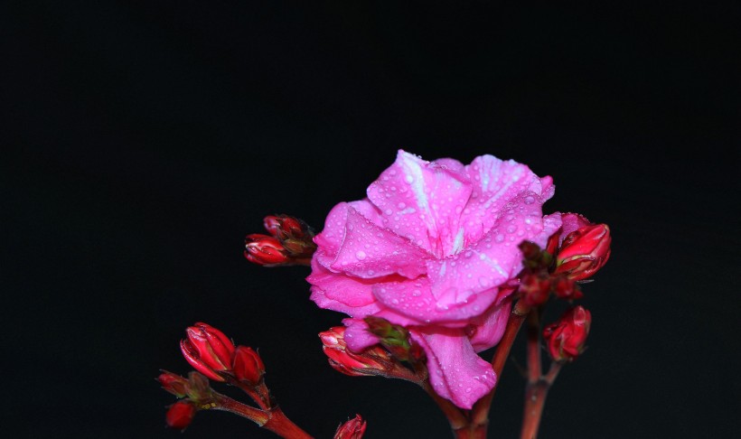 粉色和白色的夹竹桃花卉图片