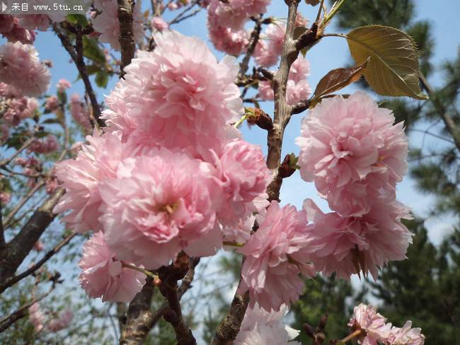极其美丽的樱花特写图片