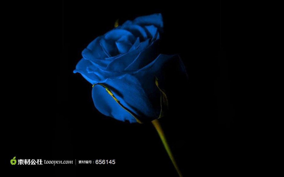 代表稀世珍爱的蓝色玫瑰花