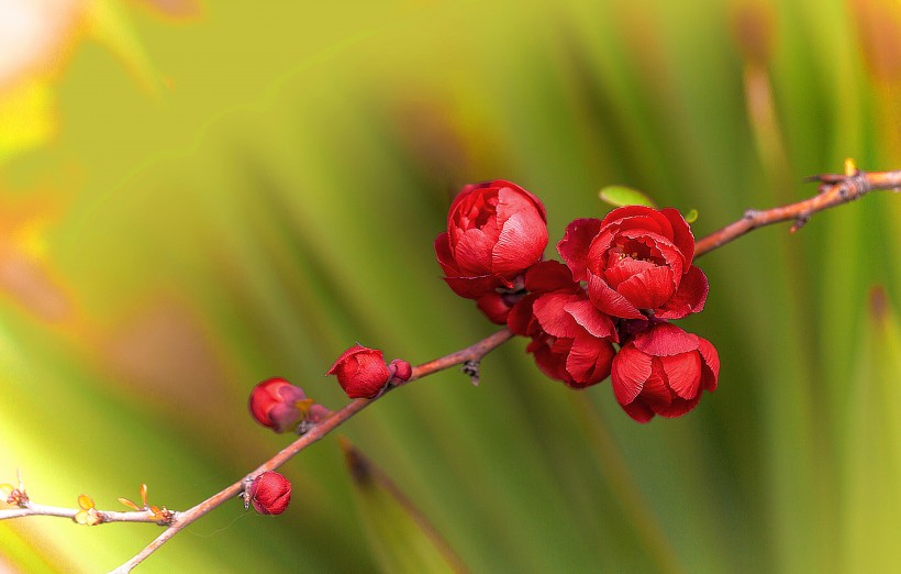 红色的海棠花图片