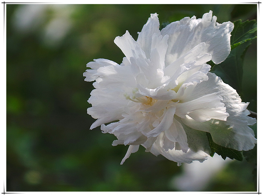 重瓣白色木槿花