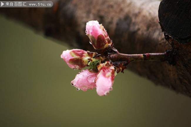 下雨天含苞待放的漂亮桃花图片