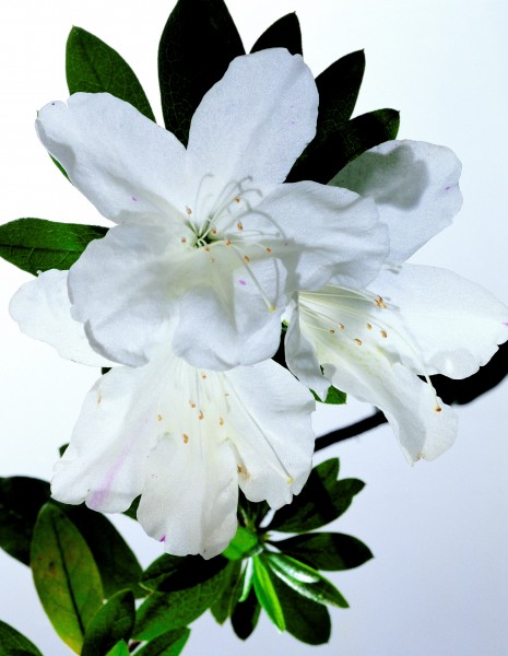 高清白色花朵图片