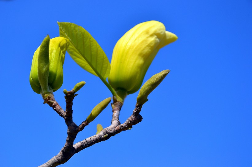 黄色玉兰花图片