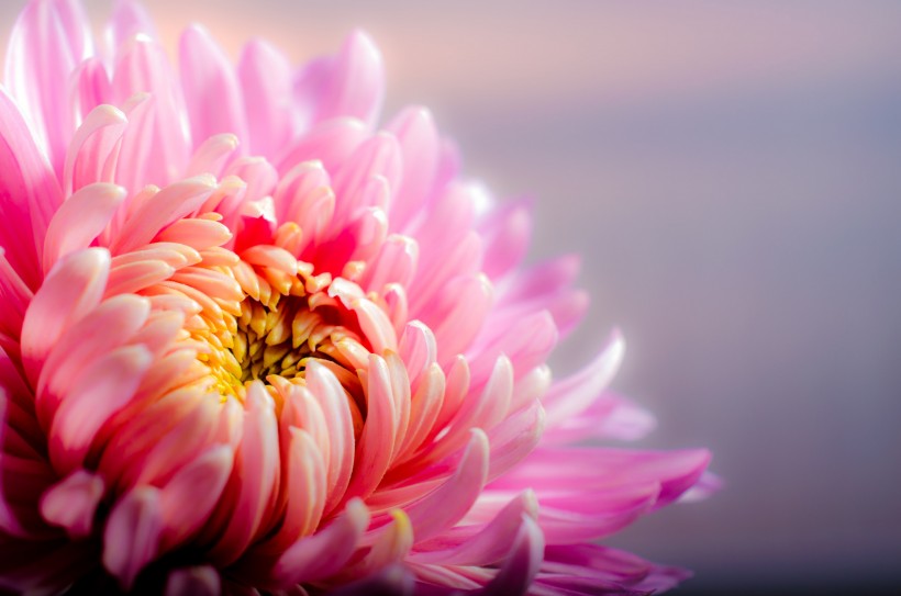 色彩艳丽的菊花图片