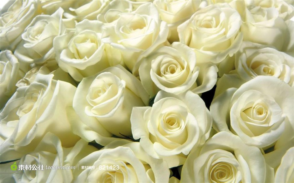 纯洁高贵的白玫瑰高清壁纸