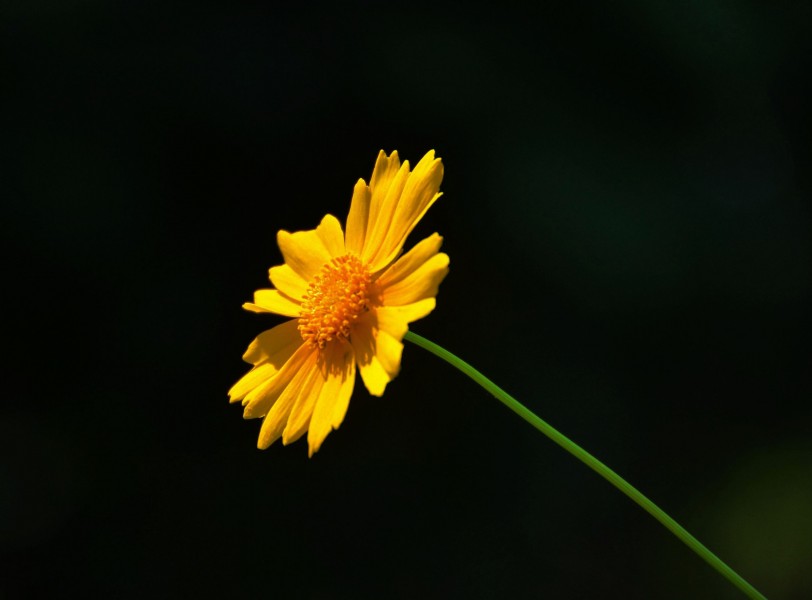 黄色金鸡菊花卉图片