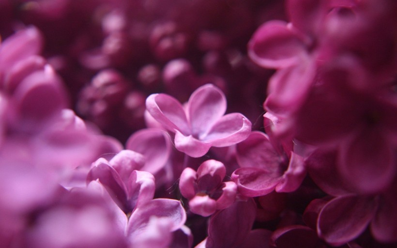 娇媚的紫丁香图片
