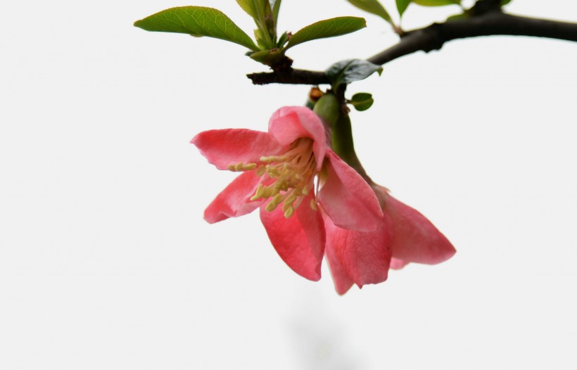 火红海棠图片