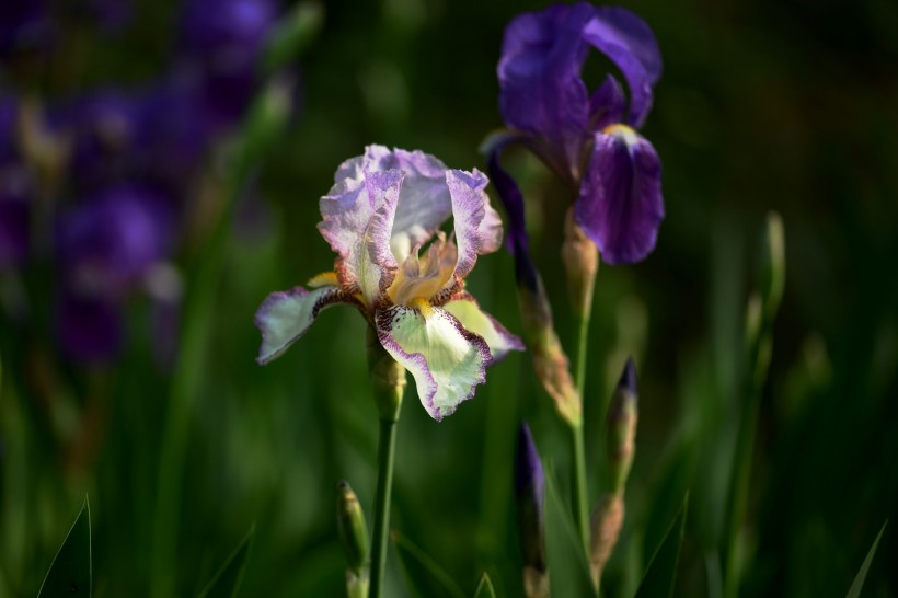 紫色马兰花图片