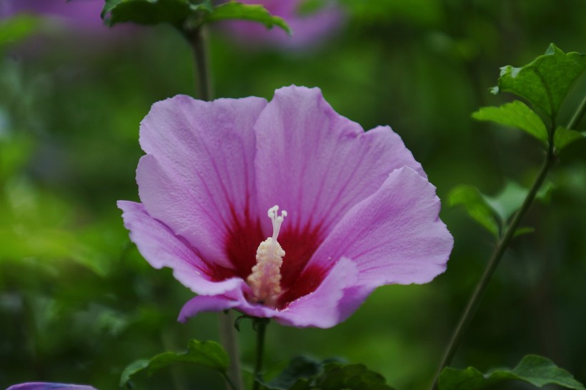 多彩芙蓉花图片