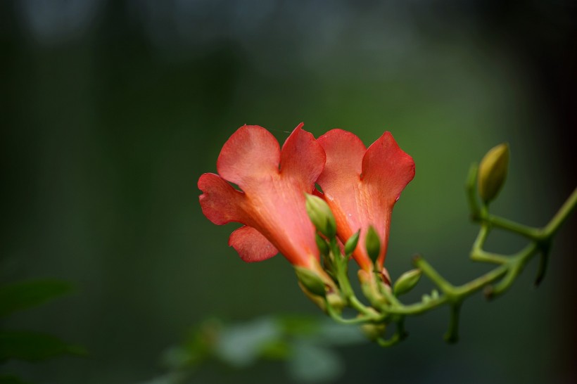 橙色凌霄花图片