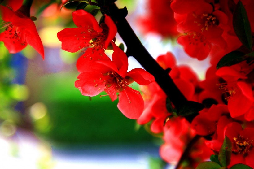 鲜艳美丽的贴梗海棠花卉图片