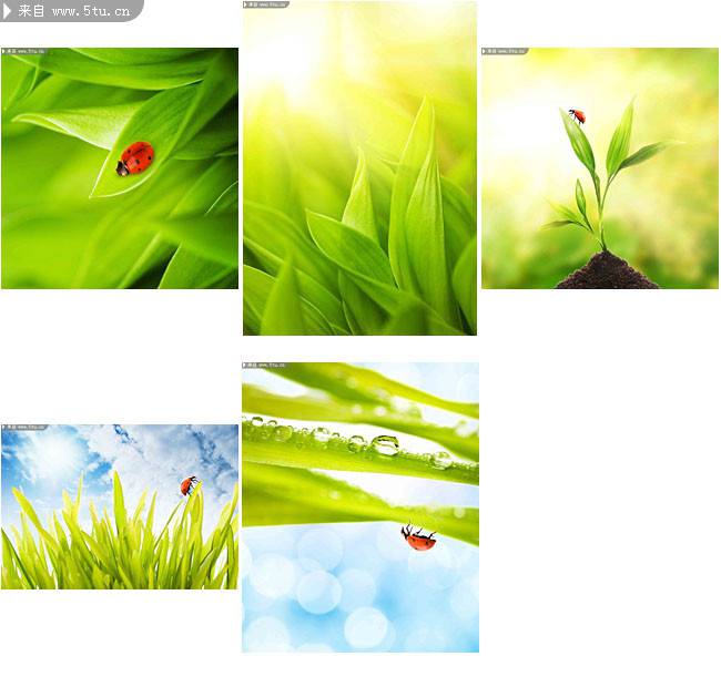 七星瓢虫恋上绿色植物图片
