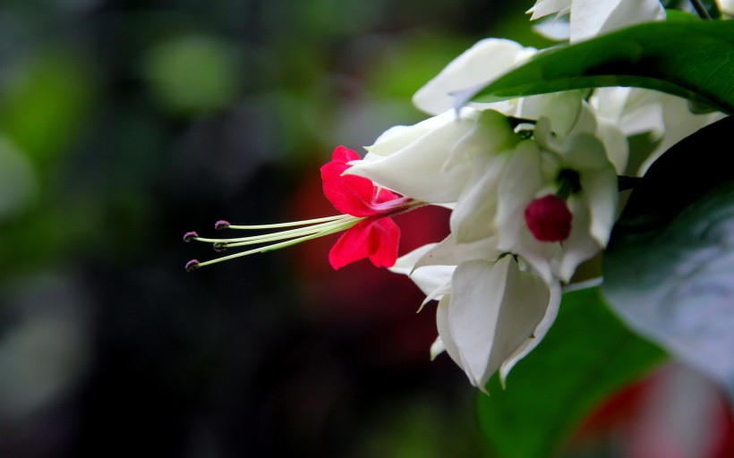 龙吐珠花卉图片