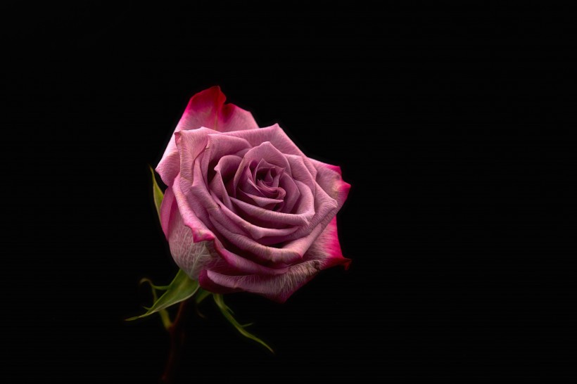 娇嫩的粉玫瑰图片