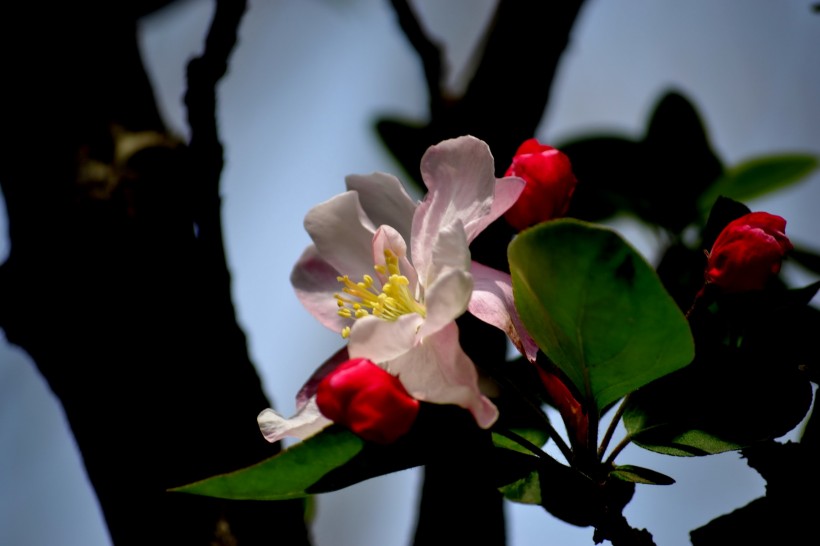 春天的海棠花图片