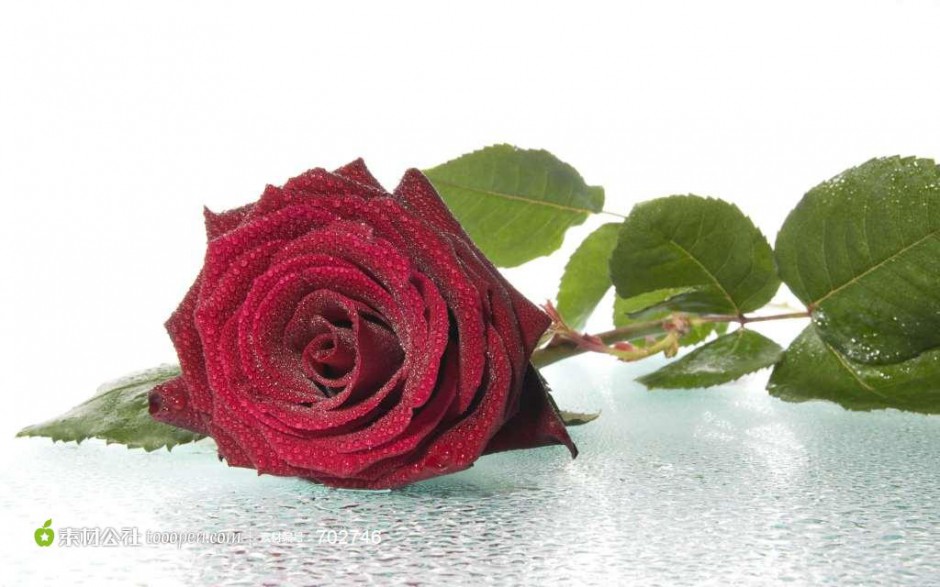 沾满水滴的一枝红玫瑰花图片