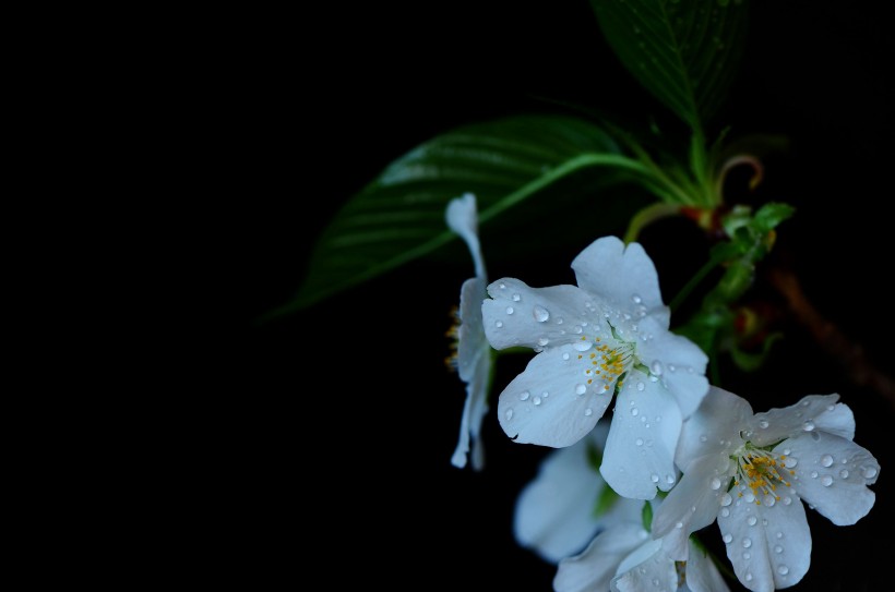 带露珠的白色樱花图片