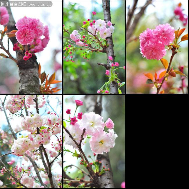 繁花似锦的春天桃花图片