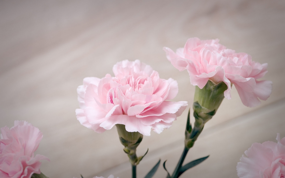 粉粉的清新淡雅康乃馨花卉图片