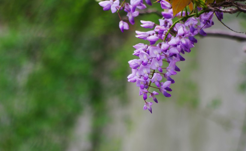 紫藤花卉图片