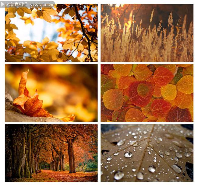 秋日遍地似火的枫树林图片