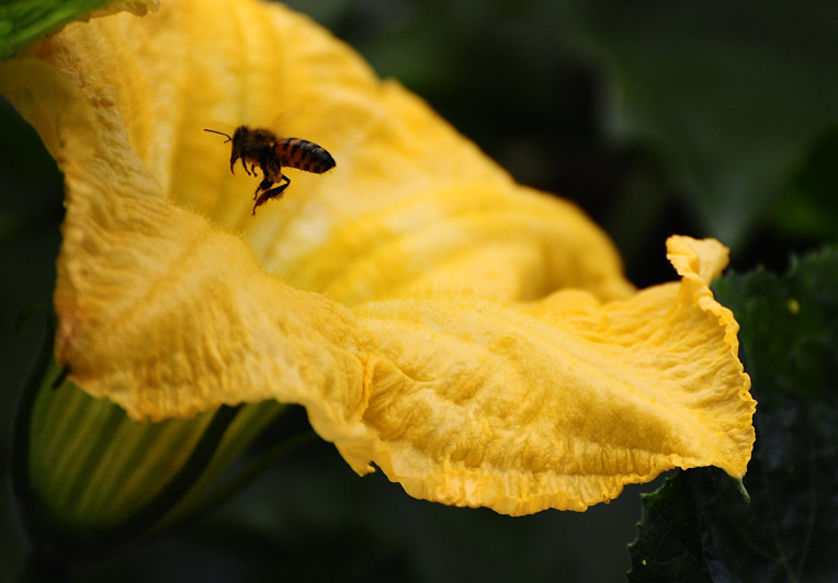 蜜蜂和丝瓜花的舞蹈