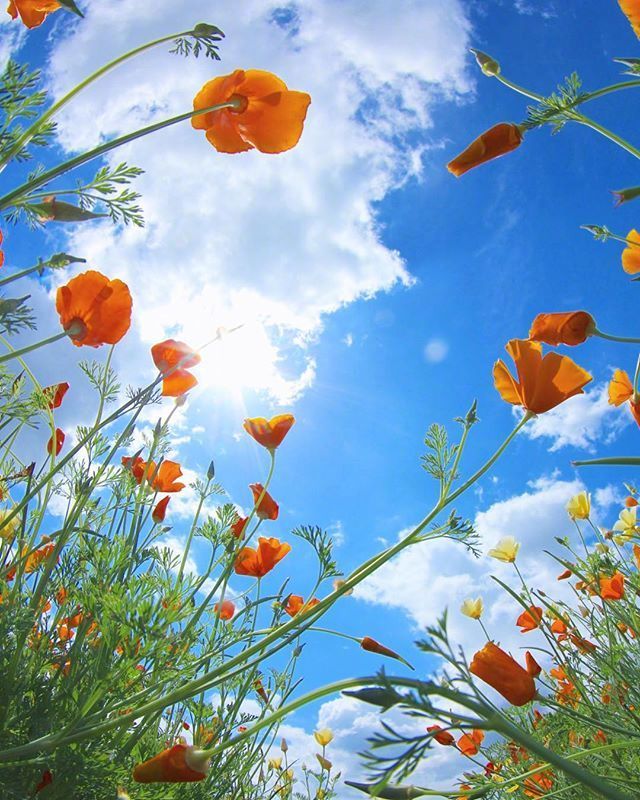 一组蓝天白云下盛情绽放的罂粟花图集