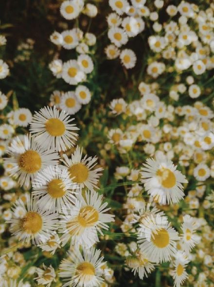雏菊的花语——天真、和平、希望、纯洁的美以及深藏在心底的爱