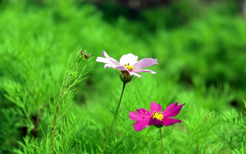 清新波斯菊花卉图片