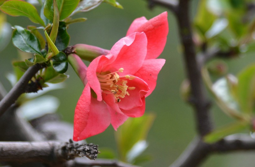 火红海棠图片