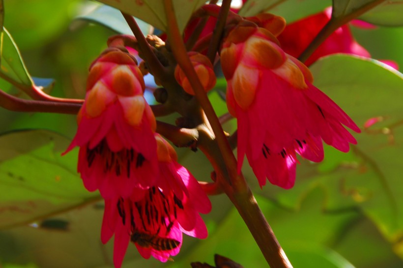 红花荷植物图片