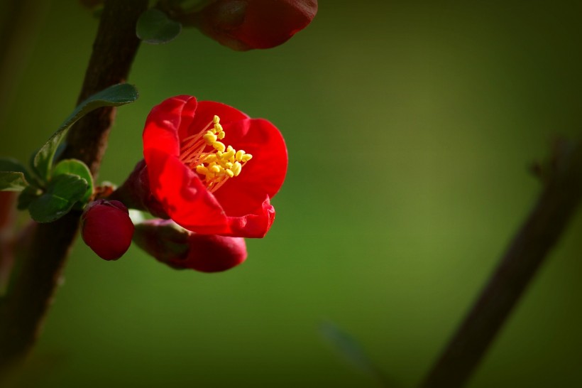 火红的贴梗海棠图片